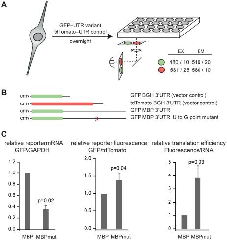 https://cdn.ncbi.nlm.nih.gov/pmc/blobs/18db/3017110/456dfa3ad5cd/pgen.1001269.g001.jpg