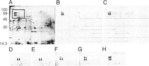 https://cdn.ncbi.nlm.nih.gov/pmc/blobs/18db/305116/2ceb7aeeee5d/pnas00278-0153-a.jpg