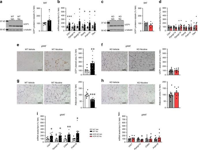 https://cdn.ncbi.nlm.nih.gov/pmc/blobs/18de/6731305/c3a3cbe52252/41467_2019_12004_Fig4_HTML.jpg