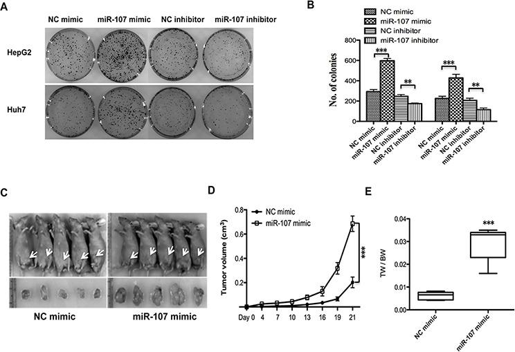 https://cdn.ncbi.nlm.nih.gov/pmc/blobs/18df/4807997/e68a48428490/oncotarget-07-0266-g002.jpg