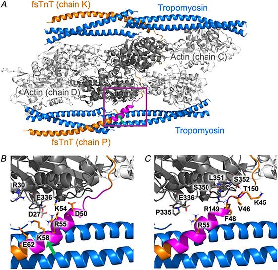 https://cdn.ncbi.nlm.nih.gov/pmc/blobs/18e1/12206437/5c80153bbdee/TJP-603-3533-g004.jpg
