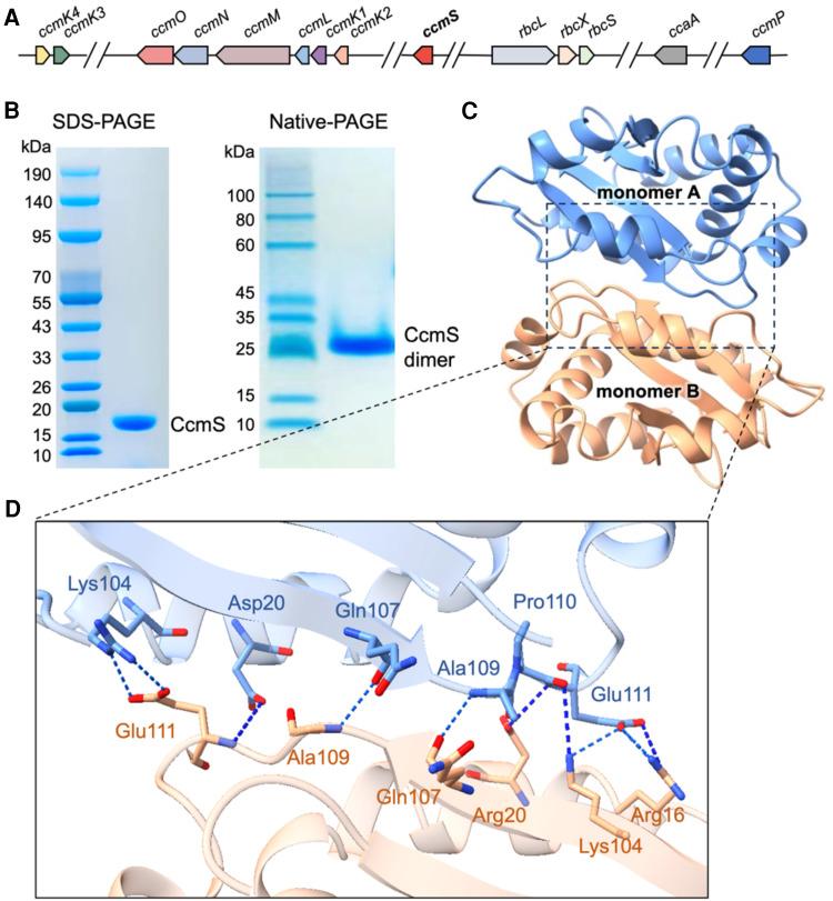 https://cdn.ncbi.nlm.nih.gov/pmc/blobs/18e2/11635287/49a2ad97072a/kiae438f1.jpg