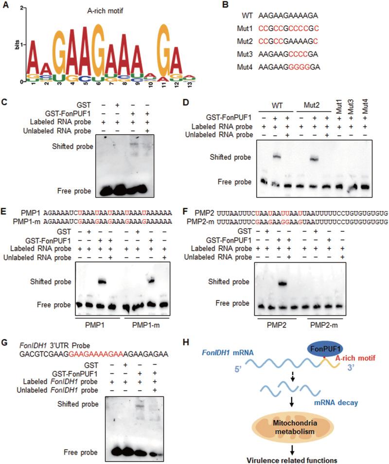 https://cdn.ncbi.nlm.nih.gov/pmc/blobs/18e4/10128047/30265b8cbc88/mbio.00157-23-f009.jpg
