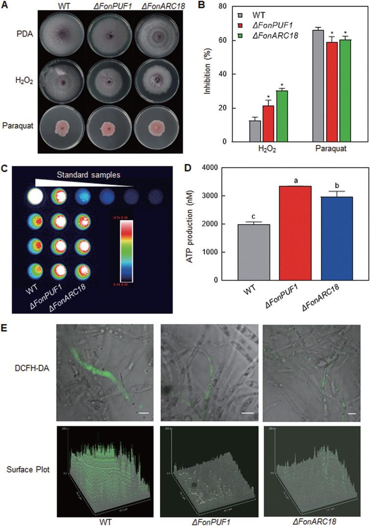https://cdn.ncbi.nlm.nih.gov/pmc/blobs/18e4/10128047/e111610c530b/mbio.00157-23-f007.jpg
