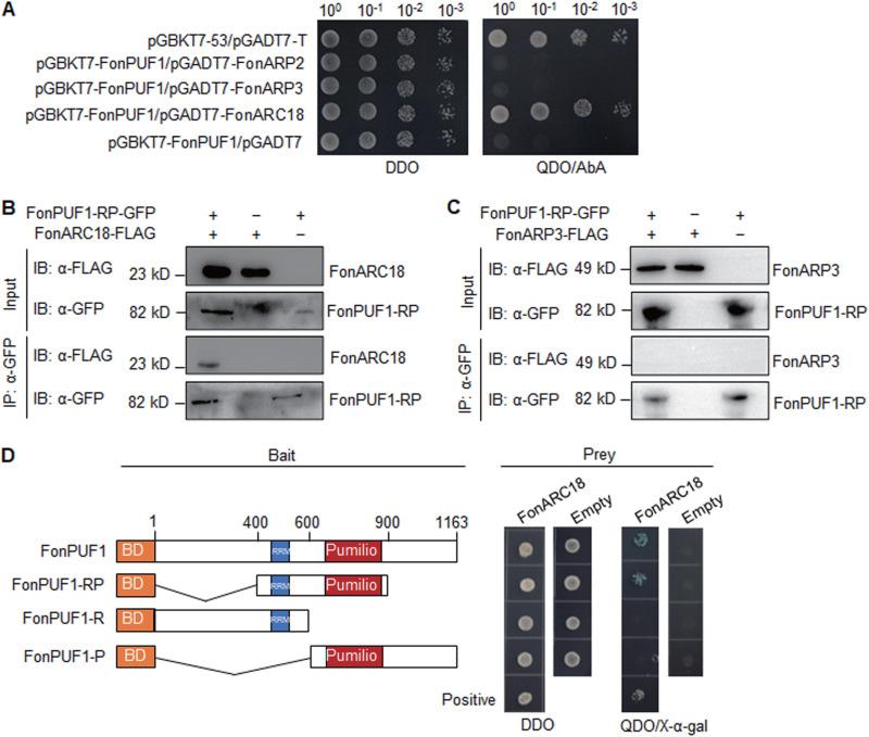 https://cdn.ncbi.nlm.nih.gov/pmc/blobs/18e4/10128047/ecfb23e59de0/mbio.00157-23-f005.jpg
