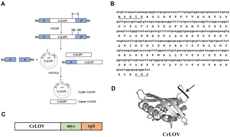 https://cdn.ncbi.nlm.nih.gov/pmc/blobs/18e5/10772547/afc731477331/jmb-33-12-1681-f1.jpg