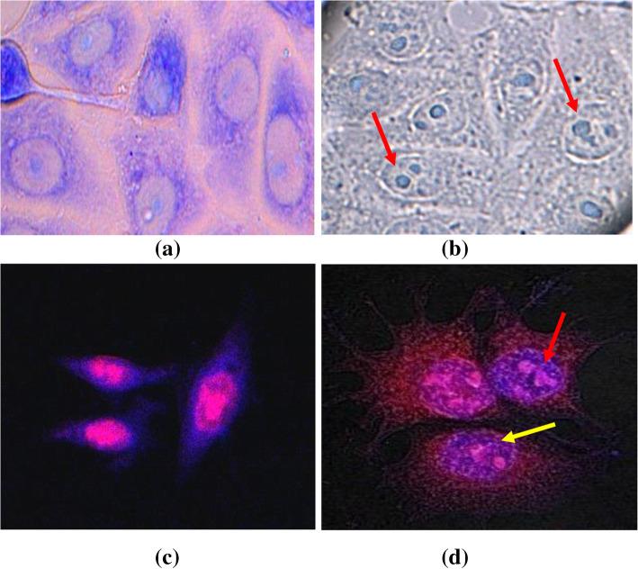 https://cdn.ncbi.nlm.nih.gov/pmc/blobs/18e7/7860584/e73db2c02df6/12866_2021_2086_Fig7_HTML.jpg