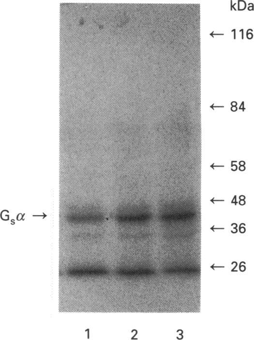 https://cdn.ncbi.nlm.nih.gov/pmc/blobs/18e9/1137815/ff6a506897d1/biochemj00096-0225-a.jpg