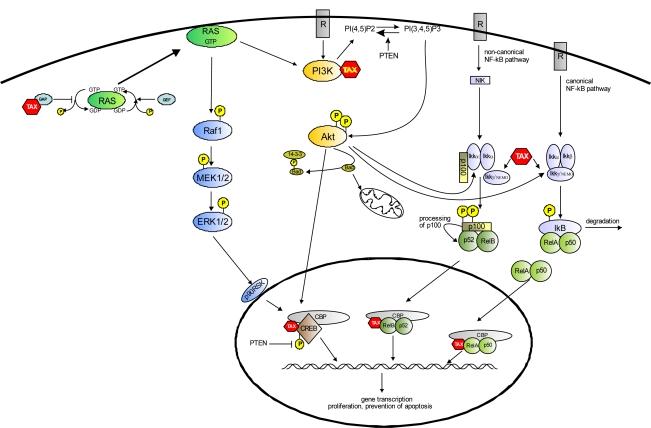 https://cdn.ncbi.nlm.nih.gov/pmc/blobs/18e9/3185786/595eb9dab00c/viruses-03-01001f1.jpg