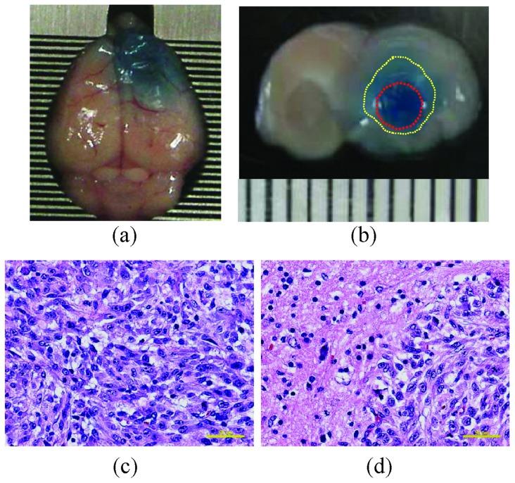 https://cdn.ncbi.nlm.nih.gov/pmc/blobs/18ec/4260869/a4ee3de23dac/pone.0114311.g004.jpg