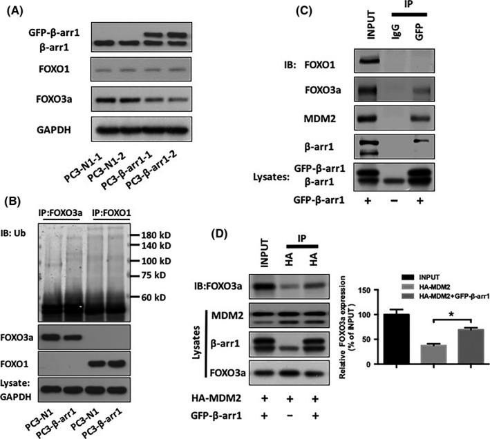 https://cdn.ncbi.nlm.nih.gov/pmc/blobs/18ec/5989847/4d77df705f9e/CAS-109-1834-g003.jpg