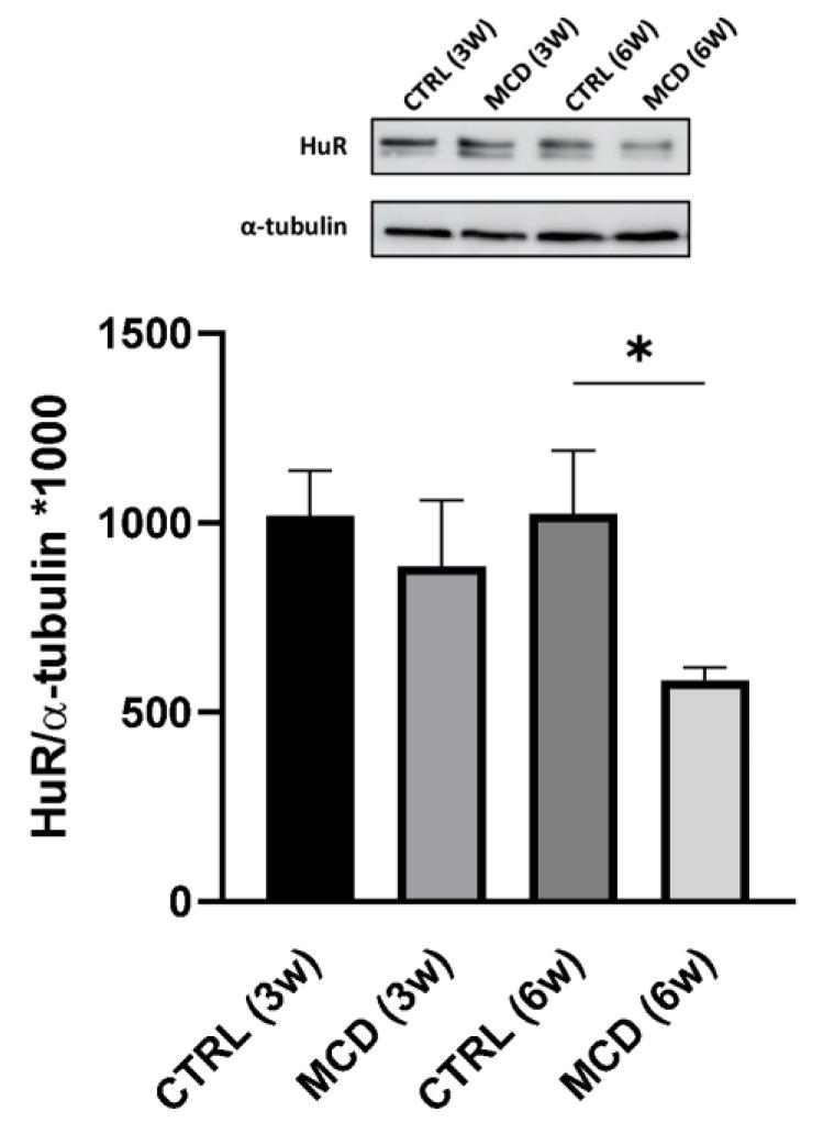 https://cdn.ncbi.nlm.nih.gov/pmc/blobs/18f3/10298347/cf4fcebfc6be/ijms-24-09808-g004.jpg