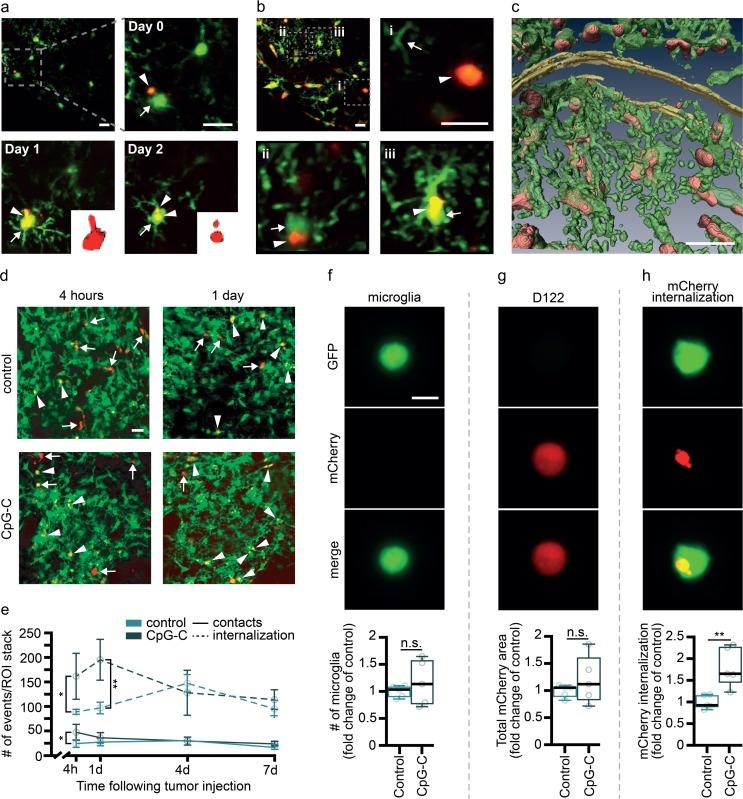 https://cdn.ncbi.nlm.nih.gov/pmc/blobs/18f4/6469801/3730a39d01ed/pbio.2006859.g006.jpg