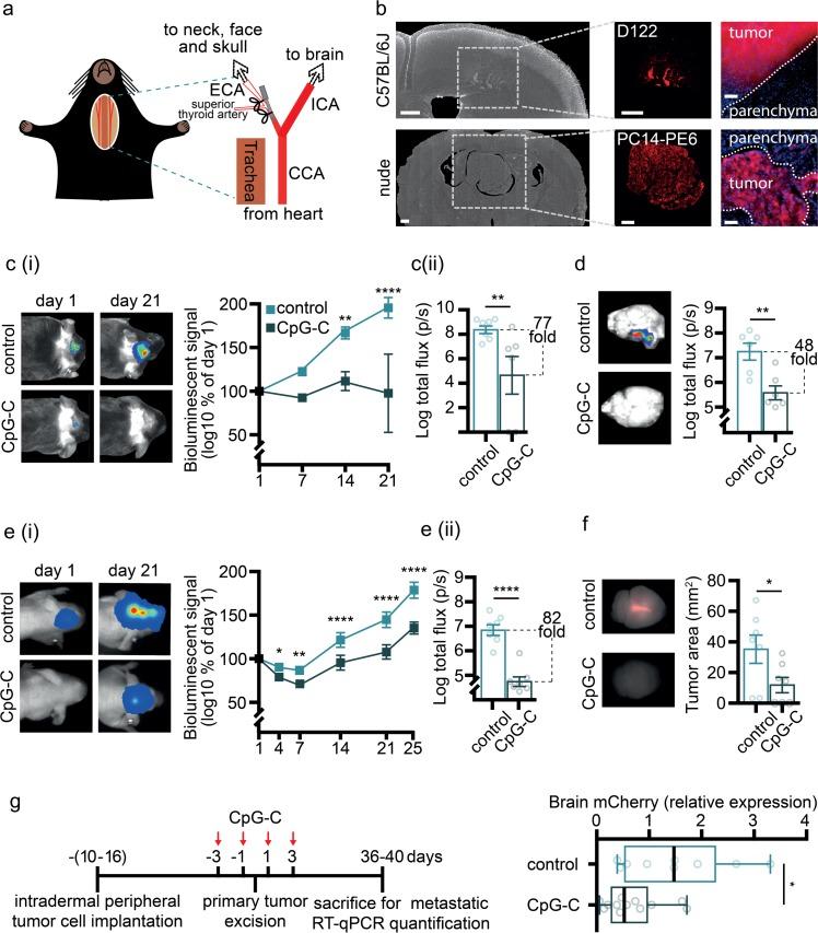 https://cdn.ncbi.nlm.nih.gov/pmc/blobs/18f4/6469801/78861bca7fea/pbio.2006859.g001.jpg