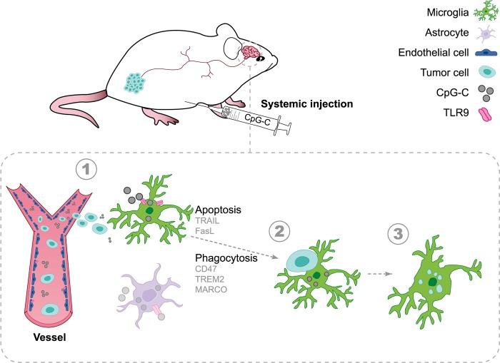 https://cdn.ncbi.nlm.nih.gov/pmc/blobs/18f4/6469801/b088ff7aec79/pbio.2006859.g009.jpg