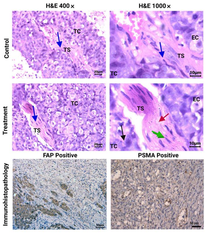 https://cdn.ncbi.nlm.nih.gov/pmc/blobs/18f6/9739705/ec0ca770f49b/nanomaterials-12-04181-g006.jpg
