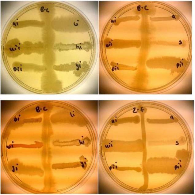 https://cdn.ncbi.nlm.nih.gov/pmc/blobs/18f7/9326403/5deaae1be8d2/fpls-13-854937-g010.jpg