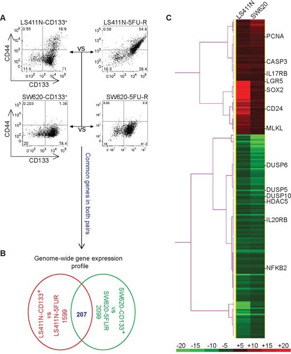 https://cdn.ncbi.nlm.nih.gov/pmc/blobs/18f8/5346671/8beb50b1fc54/oncotarget-07-78698-g004.jpg