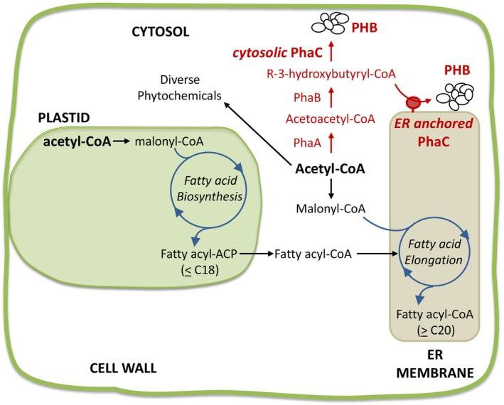 https://cdn.ncbi.nlm.nih.gov/pmc/blobs/18fa/11376865/60720431fd25/PBI-21-2671-g002.jpg