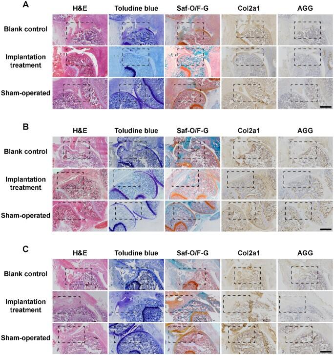 https://cdn.ncbi.nlm.nih.gov/pmc/blobs/18fd/11187498/b86b49f3286d/rbae064f8.jpg