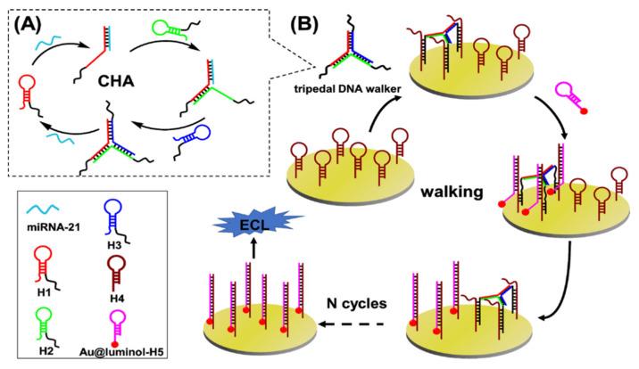 https://cdn.ncbi.nlm.nih.gov/pmc/blobs/1900/9496703/1b9d1b7cb465/biosensors-12-00750-g003.jpg