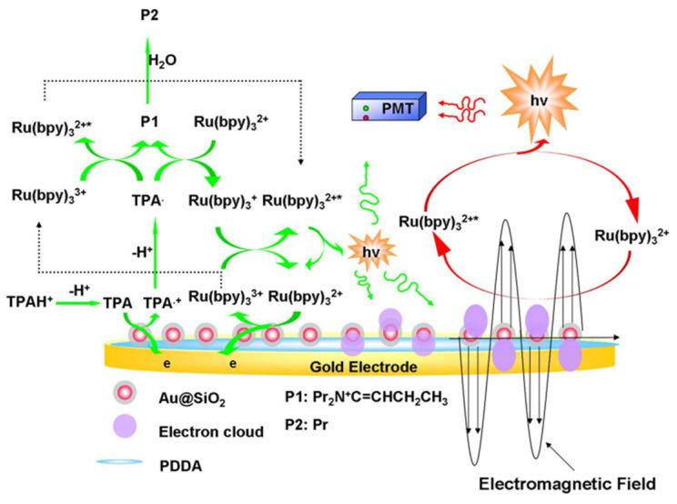 https://cdn.ncbi.nlm.nih.gov/pmc/blobs/1900/9496703/bbfbad79e289/biosensors-12-00750-g007.jpg
