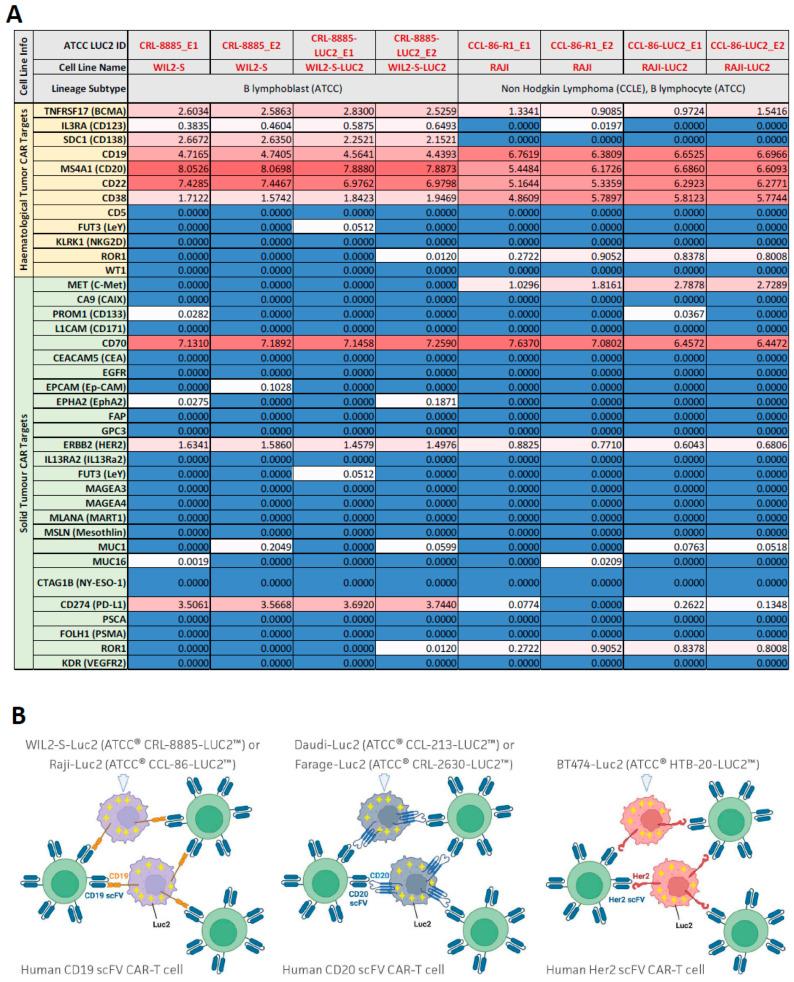 https://cdn.ncbi.nlm.nih.gov/pmc/blobs/1901/11274748/57aa2c996d2c/cancers-16-02497-g002.jpg