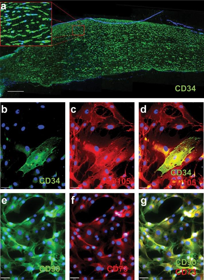 https://cdn.ncbi.nlm.nih.gov/pmc/blobs/1907/4260088/80cc6ab72786/stem0032-1380-f1.jpg