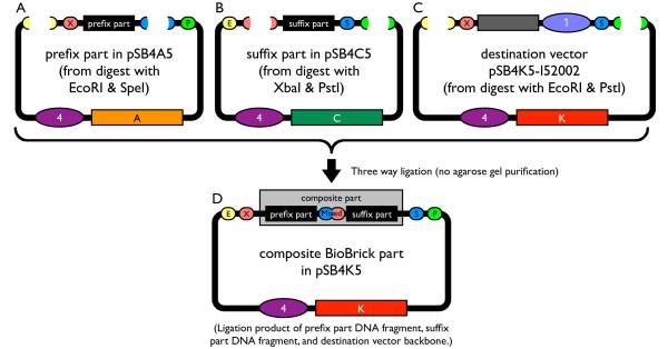 https://cdn.ncbi.nlm.nih.gov/pmc/blobs/1908/2373286/6294a8d52d9d/1754-1611-2-5-3.jpg