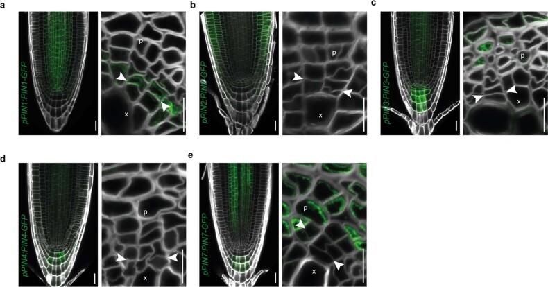 https://cdn.ncbi.nlm.nih.gov/pmc/blobs/1909/10119023/06ecb648b8e6/41477_2023_1360_Fig10_ESM.jpg