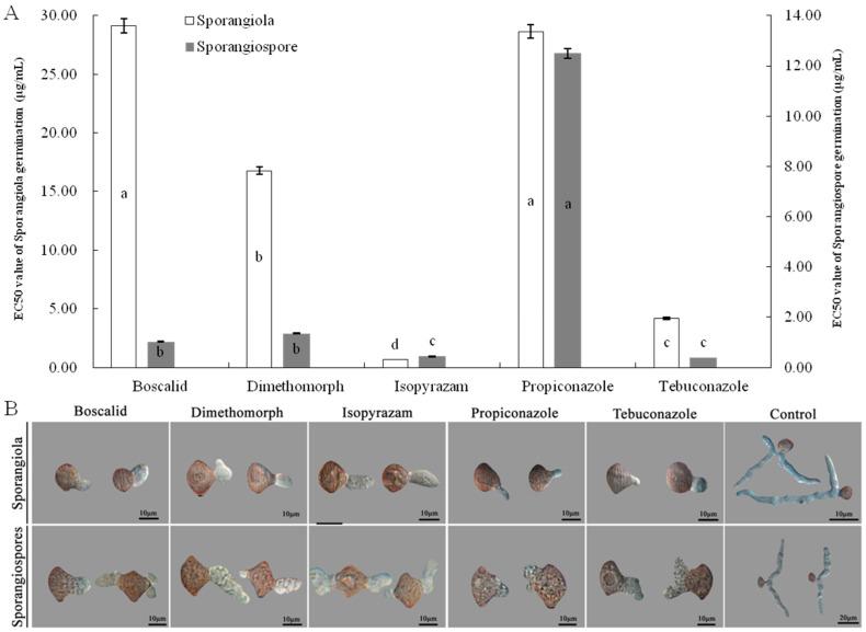 https://cdn.ncbi.nlm.nih.gov/pmc/blobs/190a/10532463/3b3034c2f77d/jof-09-00881-g007.jpg