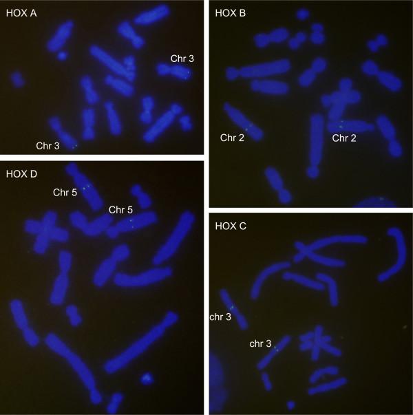 https://cdn.ncbi.nlm.nih.gov/pmc/blobs/190a/3541083/1b3b0d3dcdc3/1471-2164-13-251-1.jpg