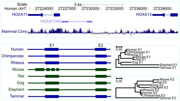 https://cdn.ncbi.nlm.nih.gov/pmc/blobs/190a/3541083/1b68cbdc2b2f/1471-2164-13-251-7.jpg