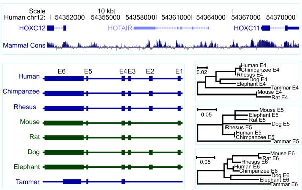 https://cdn.ncbi.nlm.nih.gov/pmc/blobs/190a/3541083/6adadc2eca0d/1471-2164-13-251-8.jpg