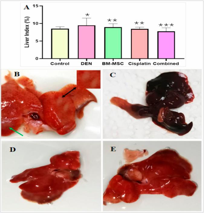 https://cdn.ncbi.nlm.nih.gov/pmc/blobs/190b/12095274/770ba4205272/fcell-13-1521809-g001.jpg