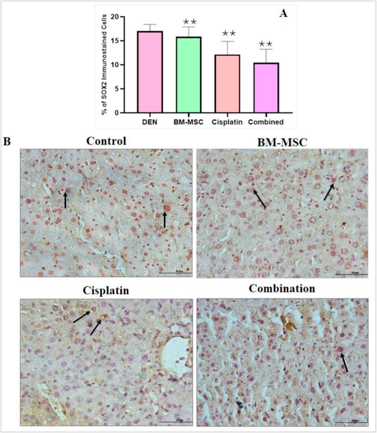 https://cdn.ncbi.nlm.nih.gov/pmc/blobs/190b/12095274/815582fbd46a/fcell-13-1521809-g006.jpg