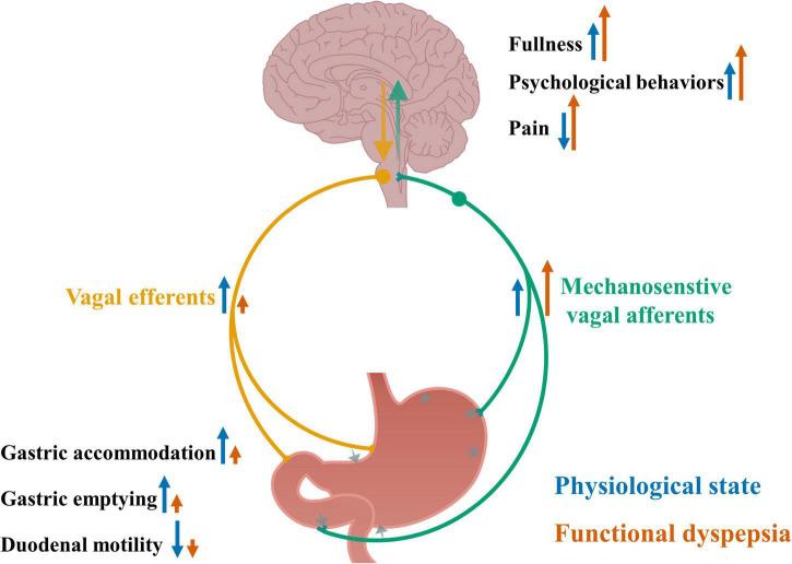 https://cdn.ncbi.nlm.nih.gov/pmc/blobs/190c/9072791/7e12d304049e/fnins-16-858612-g001.jpg