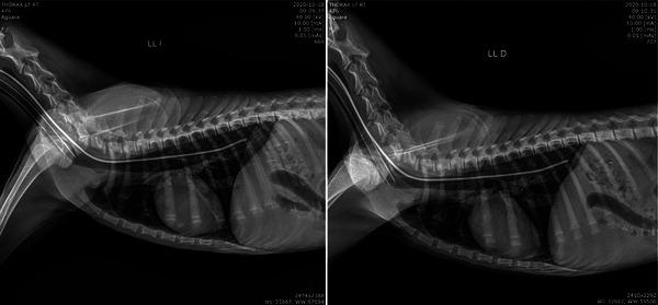 https://cdn.ncbi.nlm.nih.gov/pmc/blobs/1910/10924275/9b275179f154/VMS3-10-e1395-g010.jpg