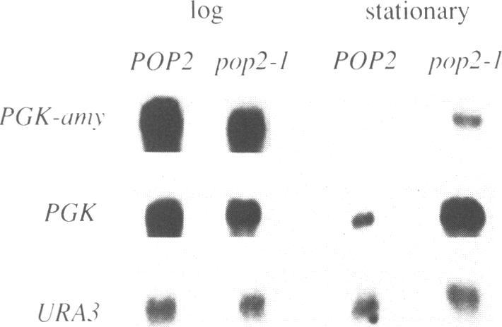 https://cdn.ncbi.nlm.nih.gov/pmc/blobs/1911/334509/6f01fd27dc72/nar00234-0101-a.jpg