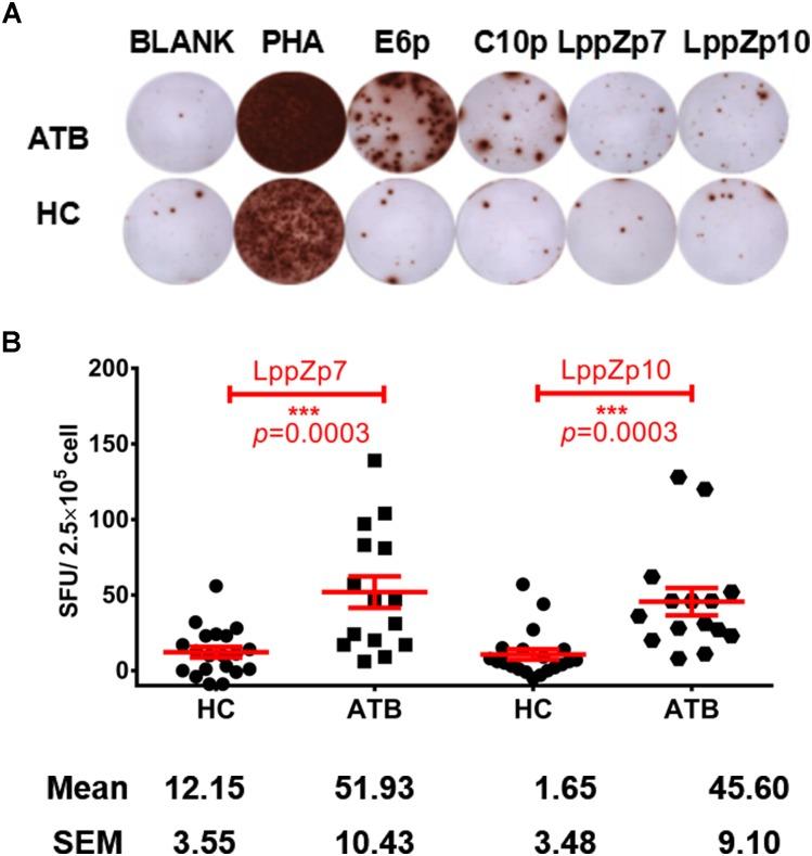 https://cdn.ncbi.nlm.nih.gov/pmc/blobs/1911/6308912/002246add0cb/fmicb-09-03131-g004.jpg