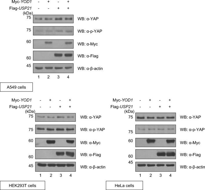 https://cdn.ncbi.nlm.nih.gov/pmc/blobs/1914/10518088/dd9180b61548/12935_2023_3078_Fig6_HTML.jpg
