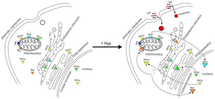 https://cdn.ncbi.nlm.nih.gov/pmc/blobs/1914/5082383/fdbb8646732d/cancers-08-00093-g004.jpg
