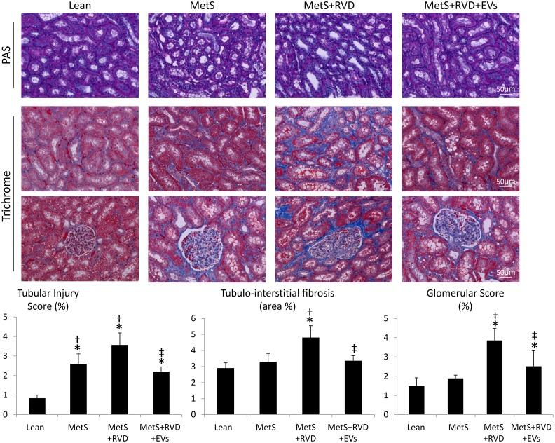 https://cdn.ncbi.nlm.nih.gov/pmc/blobs/1914/6158551/4d9b17711155/10.1177_0963689718780942-fig8.jpg