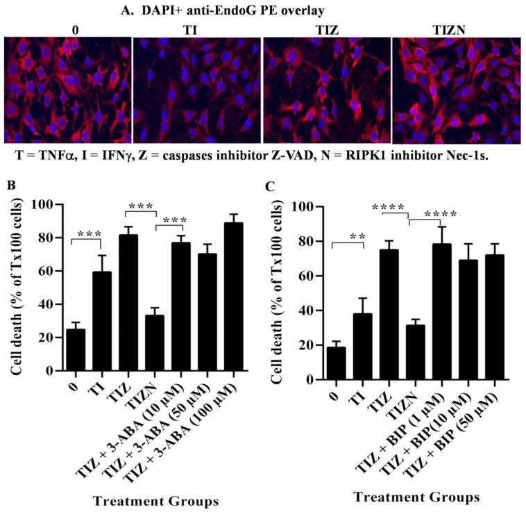 https://cdn.ncbi.nlm.nih.gov/pmc/blobs/1914/8540562/14c27c5466d6/ijms-22-11038-g005.jpg