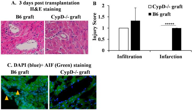 https://cdn.ncbi.nlm.nih.gov/pmc/blobs/1914/8540562/61e51b289196/ijms-22-11038-g006.jpg