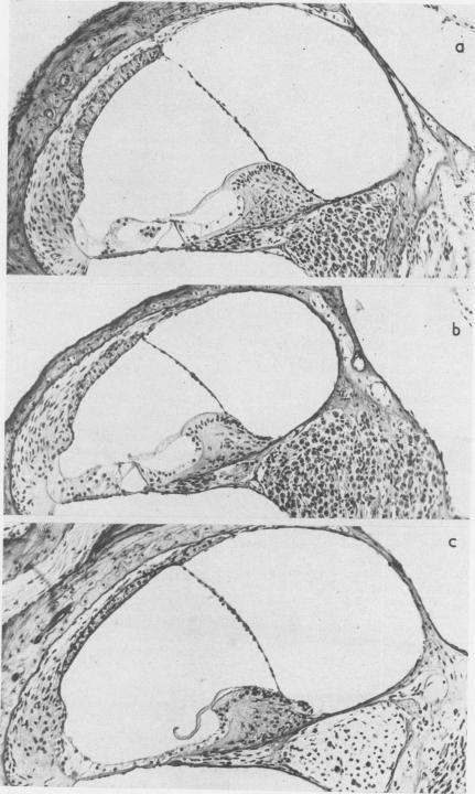 https://cdn.ncbi.nlm.nih.gov/pmc/blobs/1917/1468516/4284ecf89794/jmedgene00377-0069-a.jpg