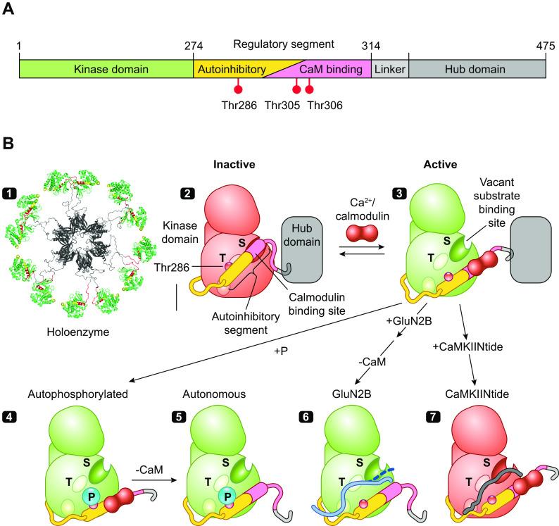 https://cdn.ncbi.nlm.nih.gov/pmc/blobs/1918/10642921/8825dbbceba3/physrev.00034.2022_f002.jpg