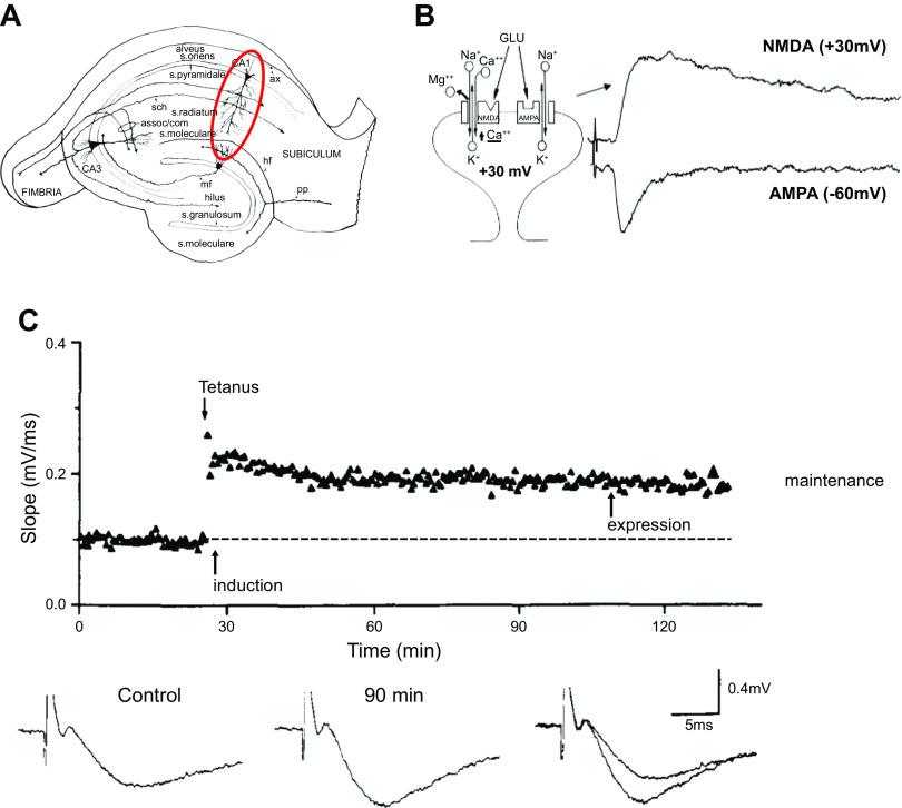 https://cdn.ncbi.nlm.nih.gov/pmc/blobs/1918/10642921/8e17384eed8b/physrev.00034.2022_f001.jpg