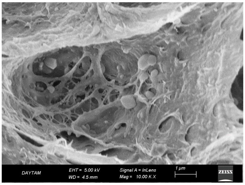 https://cdn.ncbi.nlm.nih.gov/pmc/blobs/191b/12157249/2f522247384d/polymers-17-01488-g008.jpg
