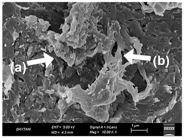 https://cdn.ncbi.nlm.nih.gov/pmc/blobs/191b/12157249/e5ca3dd6cd59/polymers-17-01488-g012.jpg